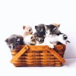 Formy alergii na koty, jak z nimi walczyć?