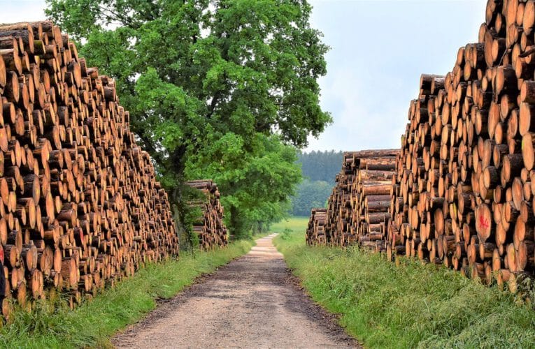Znajdź najlepsze ceny i jakość drewna w naszej hurtowni