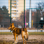 Pielęgnacja psów w Warszawie: Wybierz najlepszą opcję dla swojego pupila