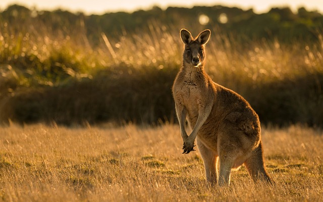 Kangury – mistrzowie skoków i symbole Australii