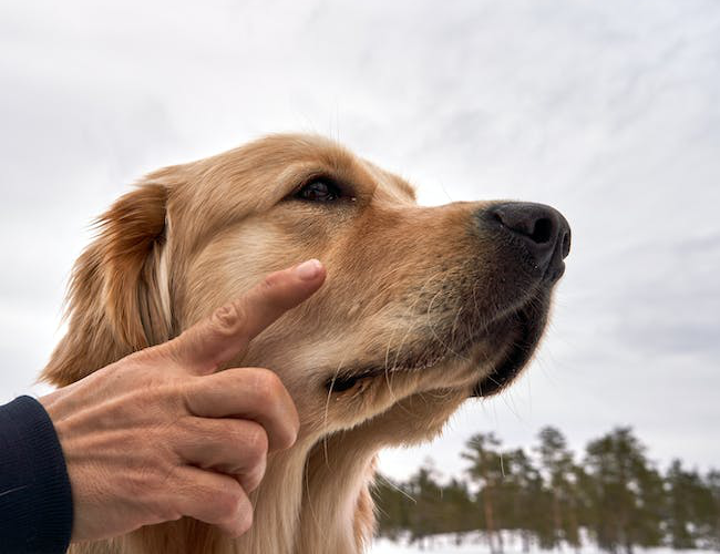 Znaczenie gestu: Dlaczego pies liże człowieka po rękach?
