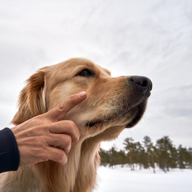 Znaczenie gestu: Dlaczego pies liże człowieka po rękach?